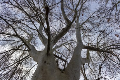 sycamore-tree-4704744_1920